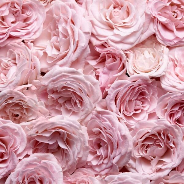 Escada Especially Eau de Parfum 75ml Spray - Image 6