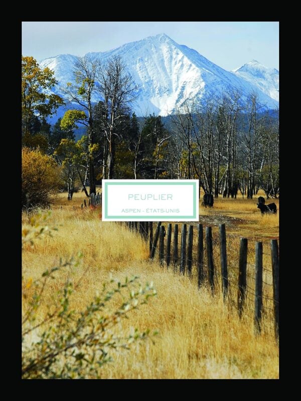 Lalique Candle 190g - Peuplier Aspen - Image 3