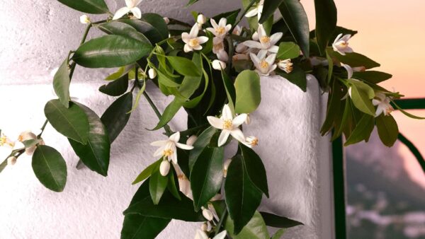 Dolce & Gabbana Devotion Intense Eau de Parfum 30ml Spray - Image 5